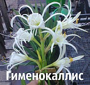 Гименокаллис белый луковицы Днепр