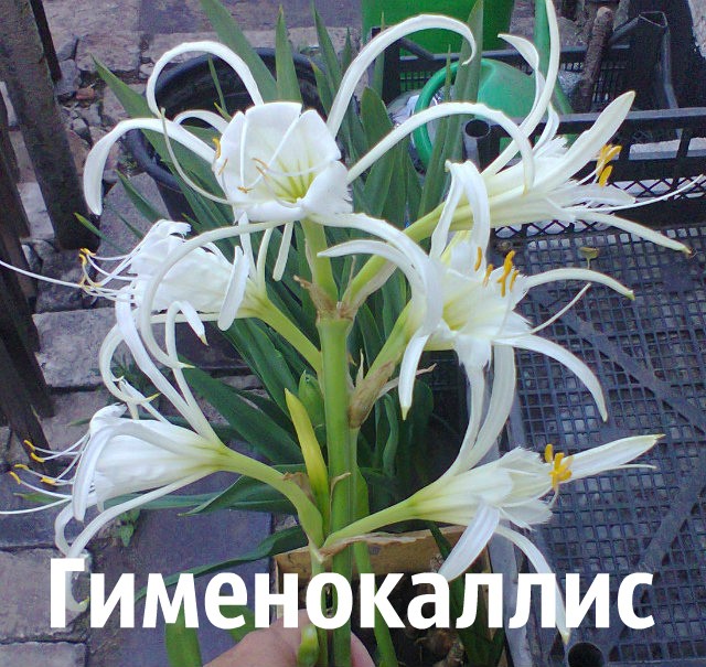 Гименокаллис белый луковицы Днепр - изображение 1