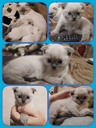 Шотландский вислоухий котенок, Супер КРАСАВЧИК!(скотиш фолд). Запорожье - изображение 1