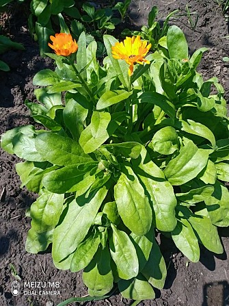 Насіння календула, нагідки семена Дніпро - изображение 1
