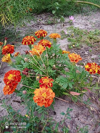 Квіти чорнобривці сухі Дніпро - изображение 1
