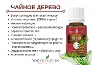 Эфирное масло Чайного дерева 15 мл Київ