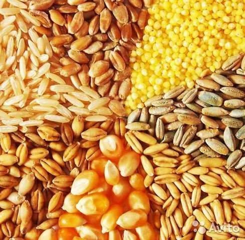 Закупаем зерновые в неограниченных количествах по Украине Сумы - изображение 1