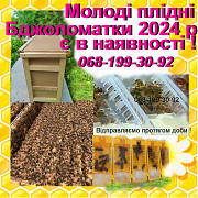 Продам бджіл , плідних маток та якісні бджолопакети Сумы