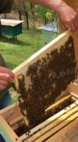 Продам бджіл , плідних маток та якісні бджолопакети в квітні місяці Сумы