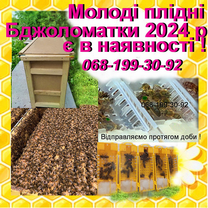 Продам бджіл , плідних маток та якісні бджолопакети Сумы - изображение 1