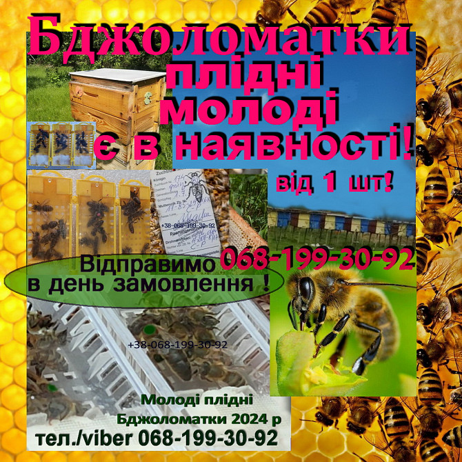Продам бджіл , плідних молодих маток 2025 року та якісні бджолопакети Сумы - изображение 1