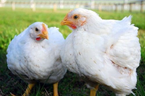Инкубационные яйца курицы Росс 308 Одесса - изображение 1