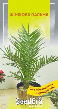 Комнатные цветы Финиковая пальма 2 шт SeedEra Херсон - изображение 1