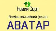 АВАТАР – Ячмінь звичайний ярий високоврожайний Киев
