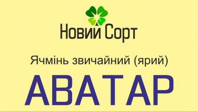 АВАТАР – Ячмінь звичайний ярий високоврожайний Киев - изображение 1