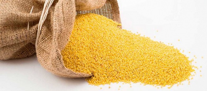 Продадим семена ПРОСО, белое, черное, желтое Вольногорск - изображение 1