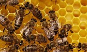 Продам бджоли, бджолосім'ї без вуликів або з вуликами дадан Киев