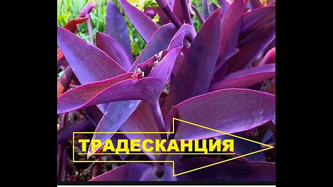 Комнатные цветы Традесканция Киев - изображение 1