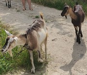 Продаю двух коз, одна с первым окотом, вторая с четвёртым. Николаев