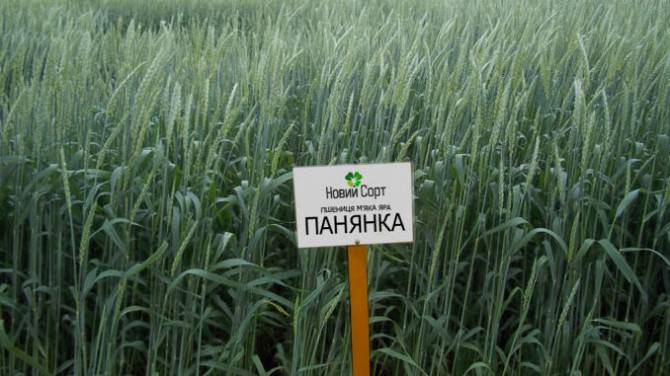 Панянка – пшениця яра м’яка високоврожайна Киев - изображение 1