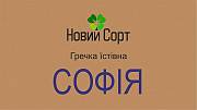 Продається насіння гречки сорт “Софія” (еліта) Киев