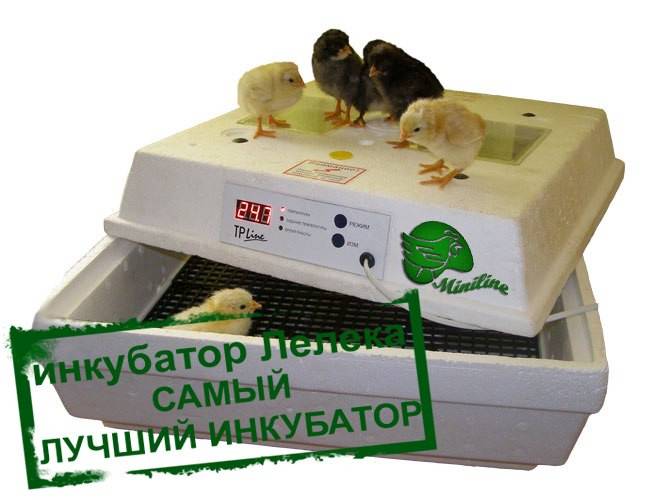 Инкубаторы для яиц Дніпро - изображение 1
