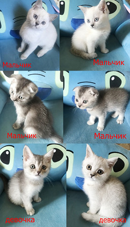 Шотландские карапузики ищут уютный дом, чтоб их любили и хорошо кормили Харьков - изображение 1