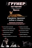 Грумер Харьков - Песочин , Стрижка собак и кошек Харьков