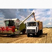 Перевозка зерна по Украине. Услуги зерновозов. Винница