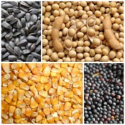 Зерновой склад закупает зерно и предоставляет услуги осушки, очистки, транспортировки и сбора урожая Житомир