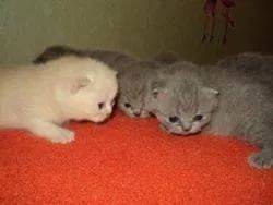 Отдам котят в хорошие руки Бородянка - изображение 1