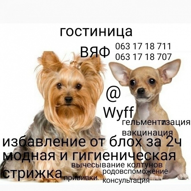 Помогу передержать домашних животных гостиница домашних животных Харьков - изображение 1