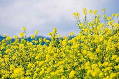 Постійно закуповуємо зерновідходи ріпаку, соняшнику. Одесса - изображение 1