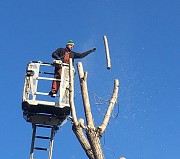 Подрезка деревьев, омоложение, снос деревьев, корчевка пней Одесса