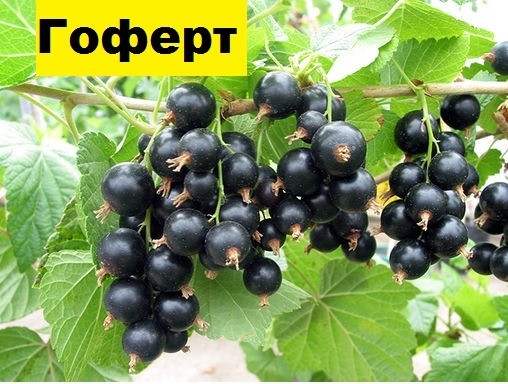 Саженцы клубники, агруса, смородины Кривой Рог - изображение 1