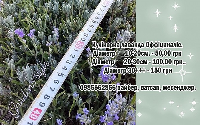 Кулінарна лаванда Ивано-Франковск - изображение 1