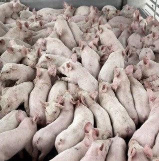 Поросята на відгодівлю. DanBred, PIC. Доставка Одесса - изображение 1