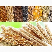 Закупаем отходы кукурузы, пшеницы, сои, подсолнечника Київ