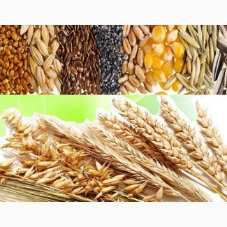 Закупаем отходы кукурузы, пшеницы, сои, подсолнечника Киев - изображение 1