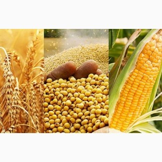 Закуповуємо відходи кукурудзи, пшениці, сої, соняшнику Харьков - изображение 1