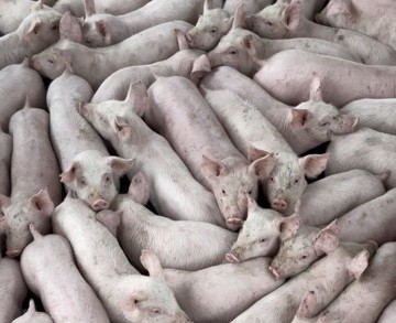 Поросята генетики DanBred, PIC Черкассы - изображение 1