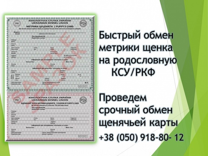 Як швидко обміняти метрику цуценя на родовід КСУ/РКФ Проведемо терміновий обмін щенячої карти Київ - изображение 1