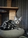 Американский Короткошерстный котенок мальчик БЛЕК Киев