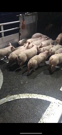 Поросята купити на відгодівлю Черкассы - изображение 1