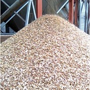 Куплю зерновые отходы, масличных отходы, бобовые отходы Київ