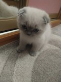 Ищет дом маленький британский короткошерстный котёнок Киев