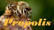 Прополис пчелиный 2021 года Лозовая