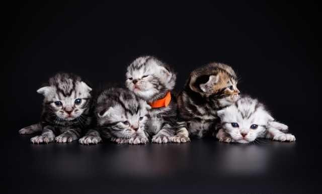 Котята. Американская короткошерстная/ Праздничные скидки Киев - изображение 1