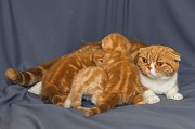 Шотландские котята с родословной Днепр