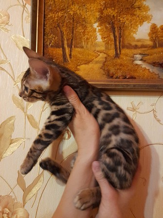 Продажа бенгальского котенка Київ - изображение 1