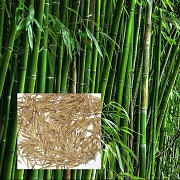 Семена морозостойкого бамбука Мосо 25 шт (Phyllostachys Edulis Moso) Бородянка