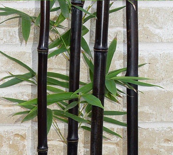 Семена черного бамбука 25 шт (Phyllostachys Nigra) Бородянка - изображение 1