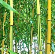 Семена бамбука Phyllostachys Spectabilis (25 шт) Бородянка