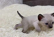 Котята тайской кошки - чудесный подарок! Киев